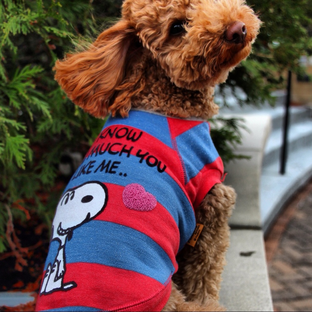 Adorable Snoopy sweatshirt for dogs!